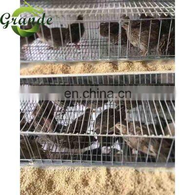 Layers Cage Commercial 6 Layers Quail Cage Poultry Animal Cage 200-300 Quail Breeding Automatic Feeding photo-3