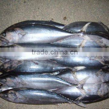 300-500g Frozen bonito tuna