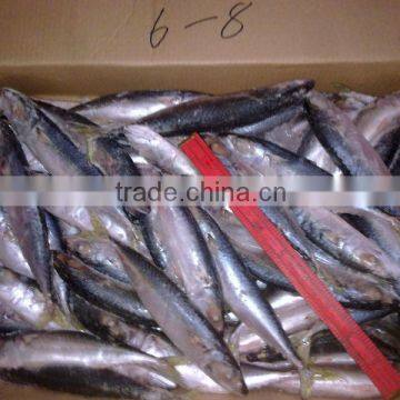 Frozen Horse mackerel ,Big eyes scad with High quality