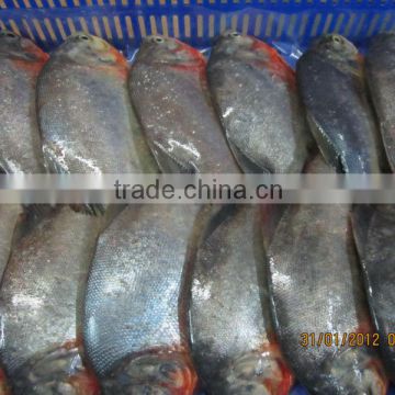 FROZEN WHOLE ROUND RED PACU FISH