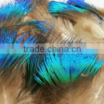 Blue peacock feathers for sale