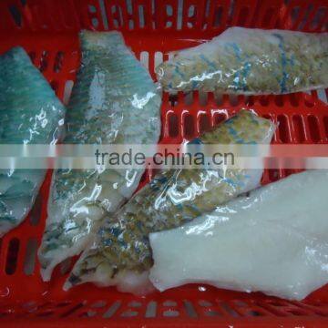 Frozen Parrot fish fillet skinon boneless