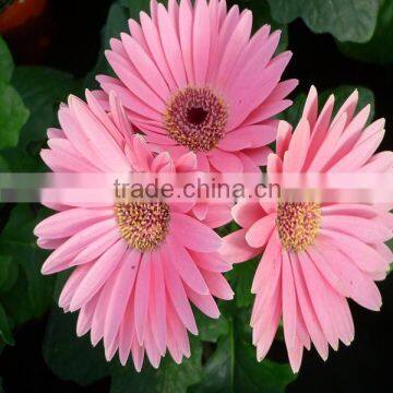 Sweetheart Gerbera Variety and Gerbera Type Fresh Cut Gerbera For Sale