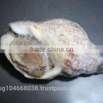 Frozen Whelk Whole