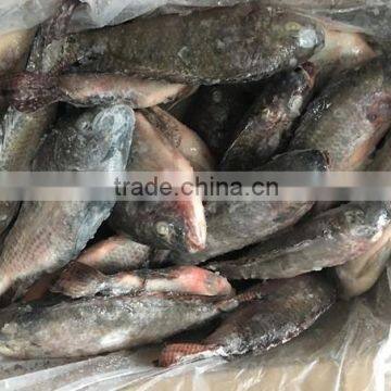 Tilapia (300-500G) Oreochromis Niloticus