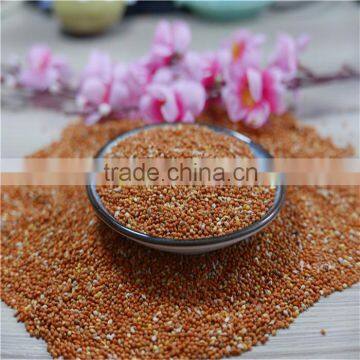 Well Chosen Yellow Millet in Husk photo-4