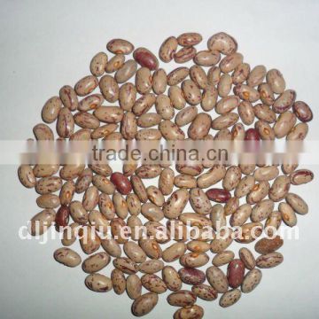 light speckled kidney beans oval shape