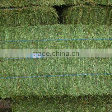 3 STRING BALE ALFALFA HAY