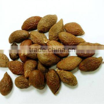 VIETNAM SCAPHIUM SCAPHIGERUM photo-2