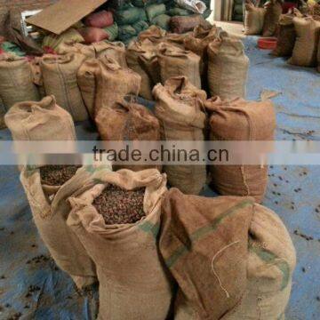 VIETNAM SCAPHIUM SCAPHIGERUM photo-5