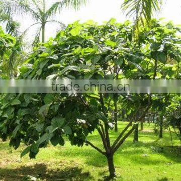 Natural Plants Ficus Auriculata