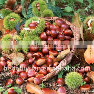 Fresh Chestnuts