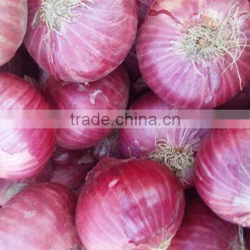 Leading Fresh Onion Exporter from India