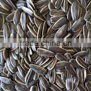 5009 Sunflower Seeds for Human Consumption photo-5