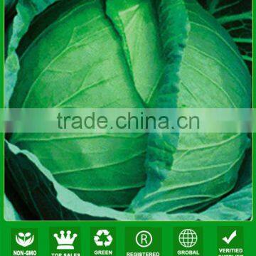 C05 Xiaguan heat resistant 60 days f1 hybrid cabbage seeds