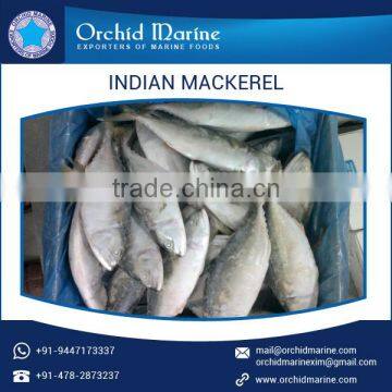 High Grade Long Shelf Life Mackerel Frozen Fish for Different Food Dishes photo-3