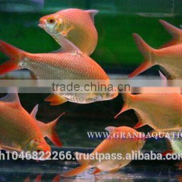 Albino Red Tail Tinfoil Barb Fish / Thailand Tropical Fish Exporter photo-5