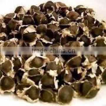 PKM1 moringa seeds