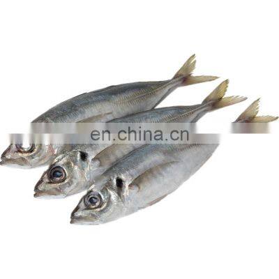 frozen small eye horse mackerel fish decapterus maruadsi