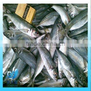 Frozen Whole Round Pacific Mackerel Fish
