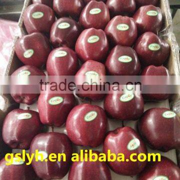 red delicious apple