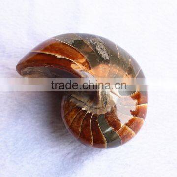 huge Natural conch Ammonite fossil for decoration