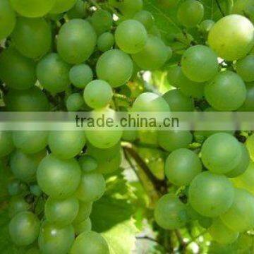 100% Natural Grape Seed Oil