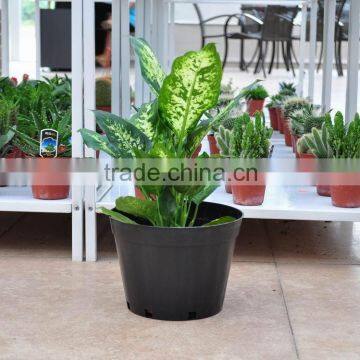 wholesale black plastic pots