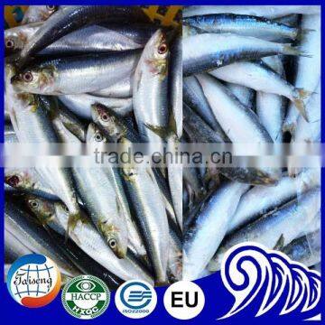 Good quality sardine light catch size 7/8 per kg