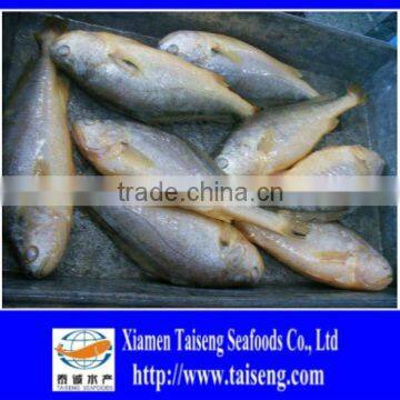 Fresh Frozen Whole Fish Big WholeYellow Croaker