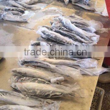 Iced mackerel frozen whole spanish mackerel fish for can