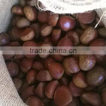 Chinese fresh chesnuts