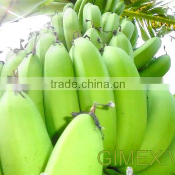 Green cavendish banana