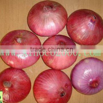 fresh red onion