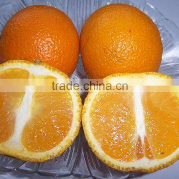 New Crop Fresh Navel Orange From Best Food photo-3
