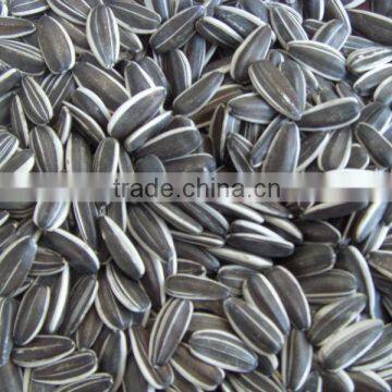 China sunflower seeds 5009