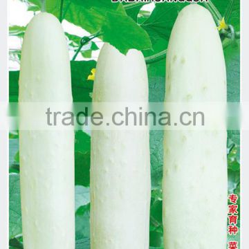 Hot sale hybrid F1 white cucumber seeds for growing-Big white