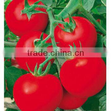 2014 Newest Crop High Yield Hybrid F1 High Disease Resistance Indeterminate Tomato Seeds From China For Planting-Europe Red Lion