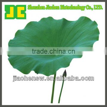 100% Natural Lotus Leaf Extract Powder 4:1 with Nunciferine