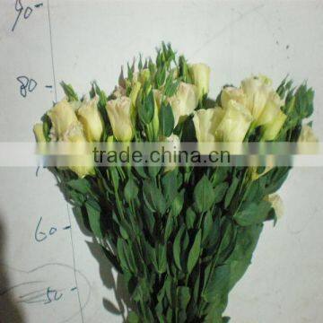 High Quality Fresh Cut Flowers Eustoma From Flower Plating Base photo-6