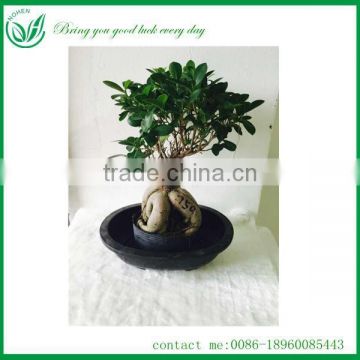 ginseng ficus microcarpa bonsai