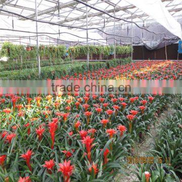 Double Large Multi- Span Low Cost Agricultural Greenhouse photo-2