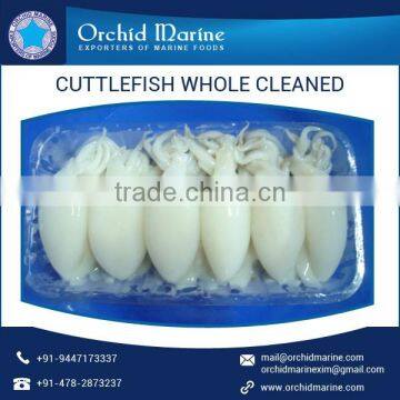 Cleaned Frozen Cuttlefish With High Nutrient Values photo-4