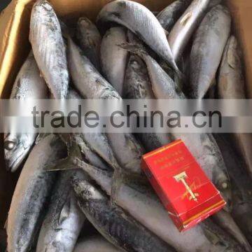 NEW 2016SeaFrozen Pacific Mackerel 200-300g photo-3
