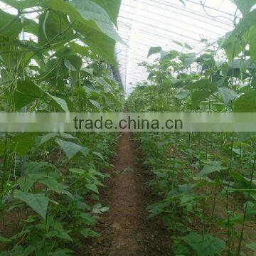 Agricultural film covering vegetable greenhouse