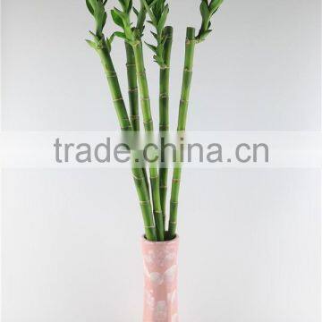 Lucky Bamboo Dracaena Sauderiana Straight Bamboo Indoor Plant photo-2