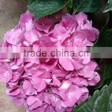 Grade A Fresh Cut Hydrangea Fresh Flower From Kunming photo-2