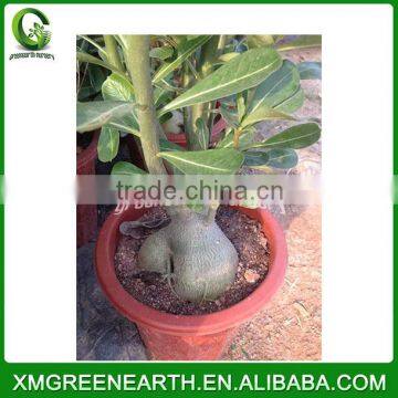 Adenium Obesum Small Bonsai (2) photo-2