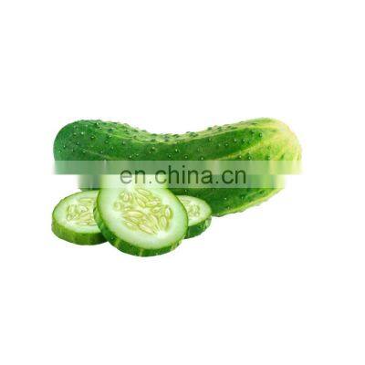 Health Food Supplement Baked AD Fruit Part Slices/Flakes Organic Vegetables Dehydrated Dried Cucumber photo-5