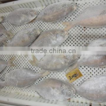 Frozen Whole Round Butterfish 180-200g